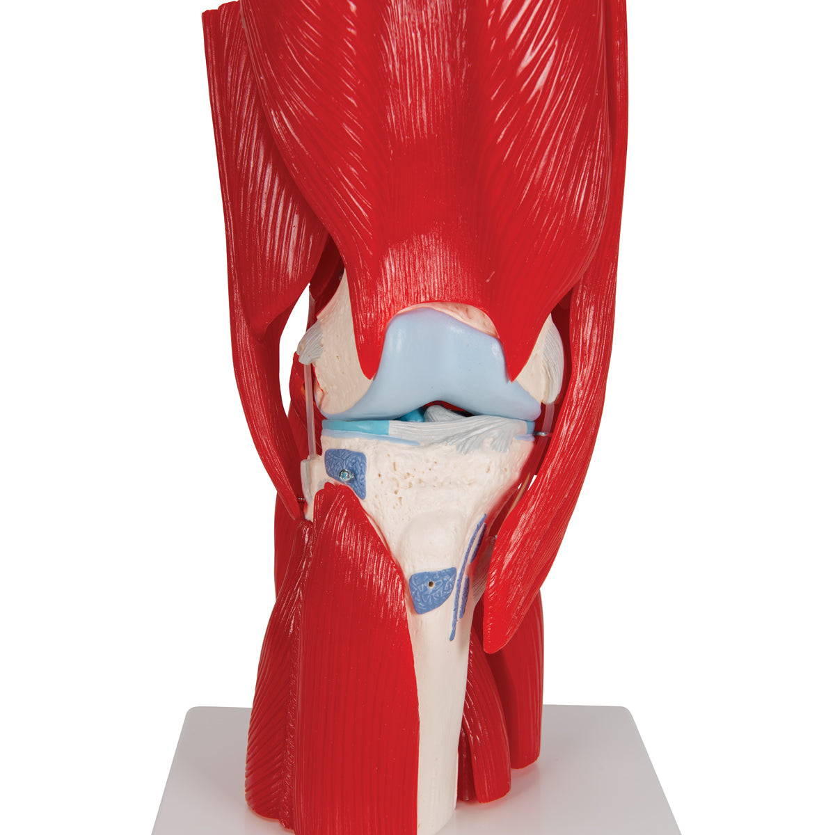 Human Knee Joint Model with Removable Muscles, 12 part