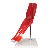 Human Elbow Joint Model with Removable Muscles, 8 parts