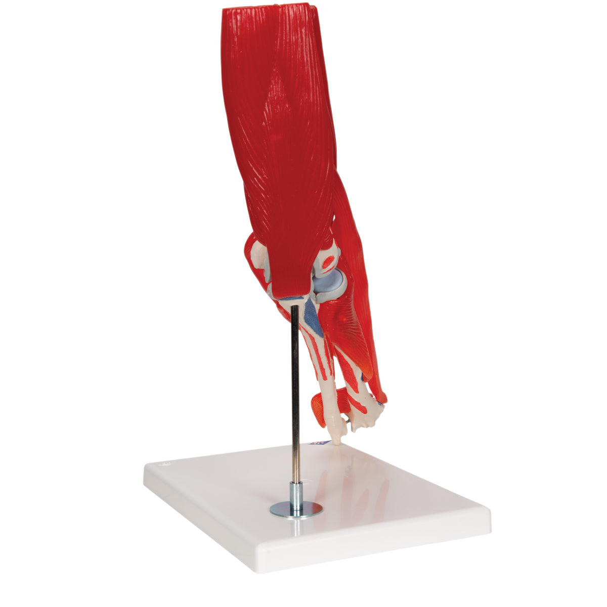 Human Elbow Joint Model with Removable Muscles, 8 parts
