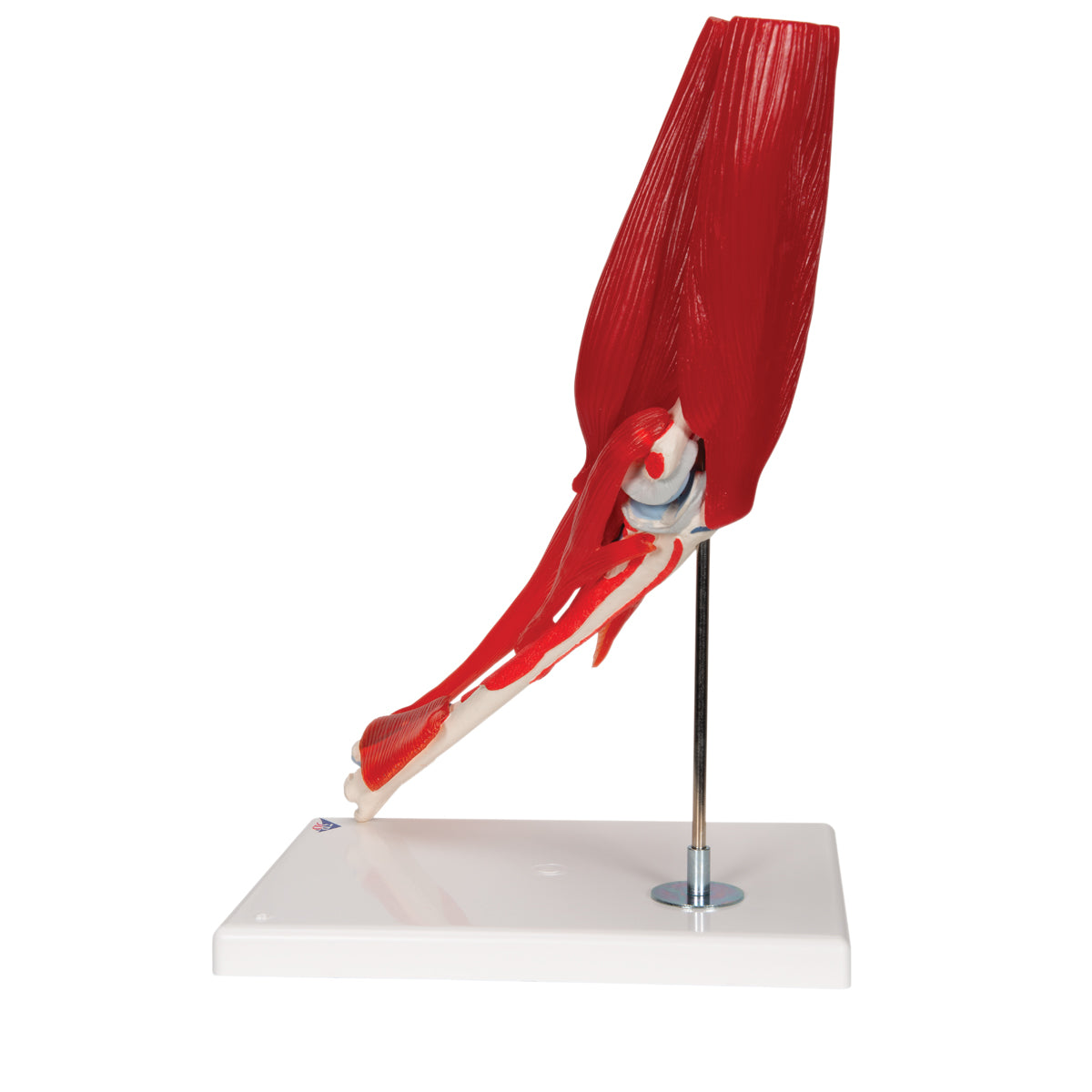 Human Elbow Joint Model with Removable Muscles, 8 parts