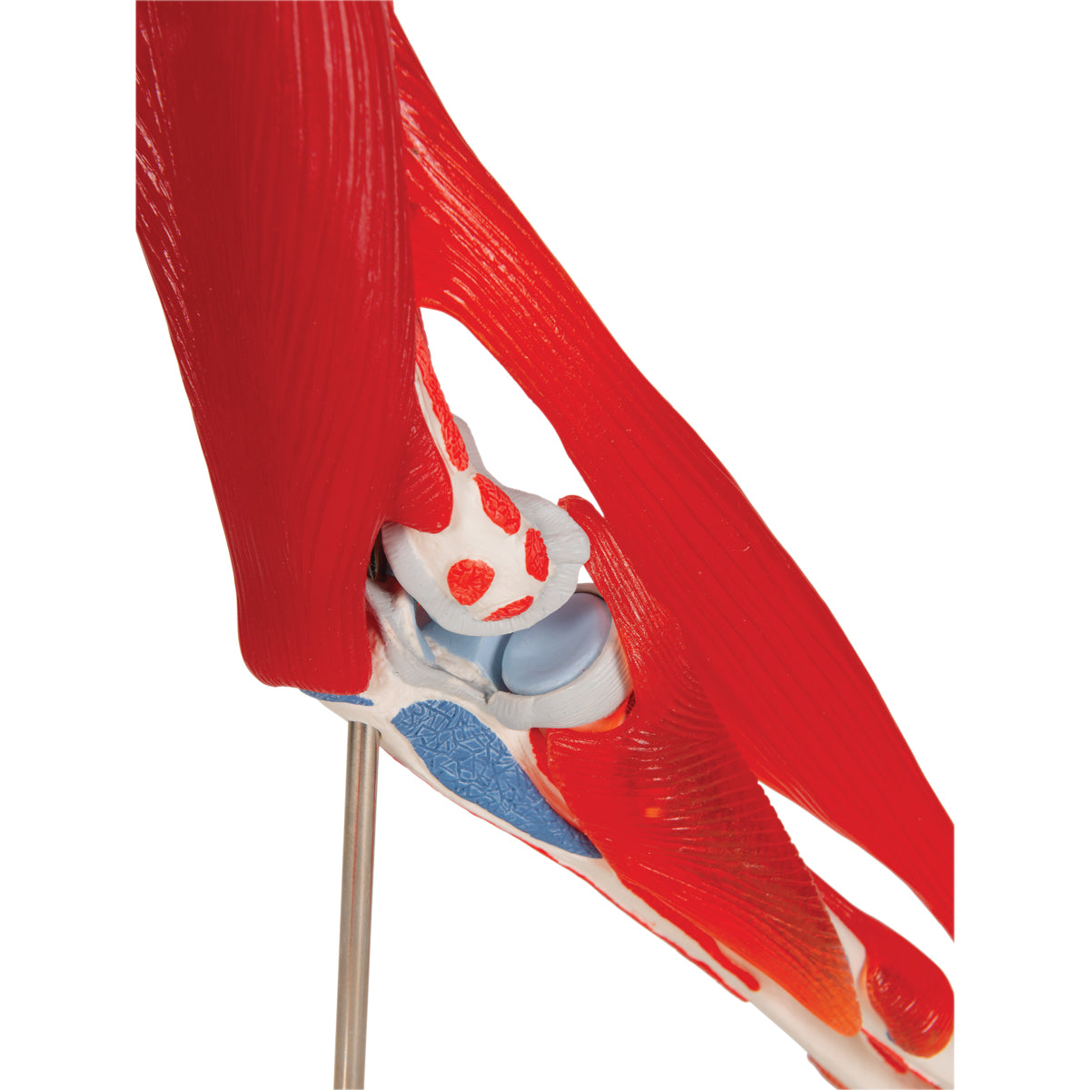 Human Elbow Joint Model with Removable Muscles, 8 parts