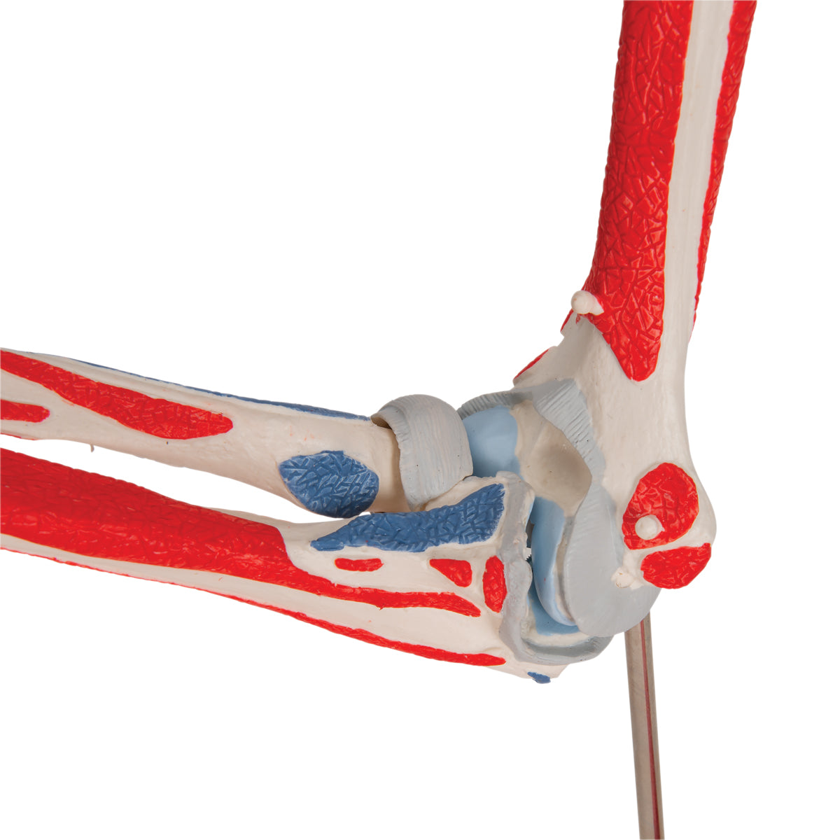 Human Elbow Joint Model with Removable Muscles, 8 parts