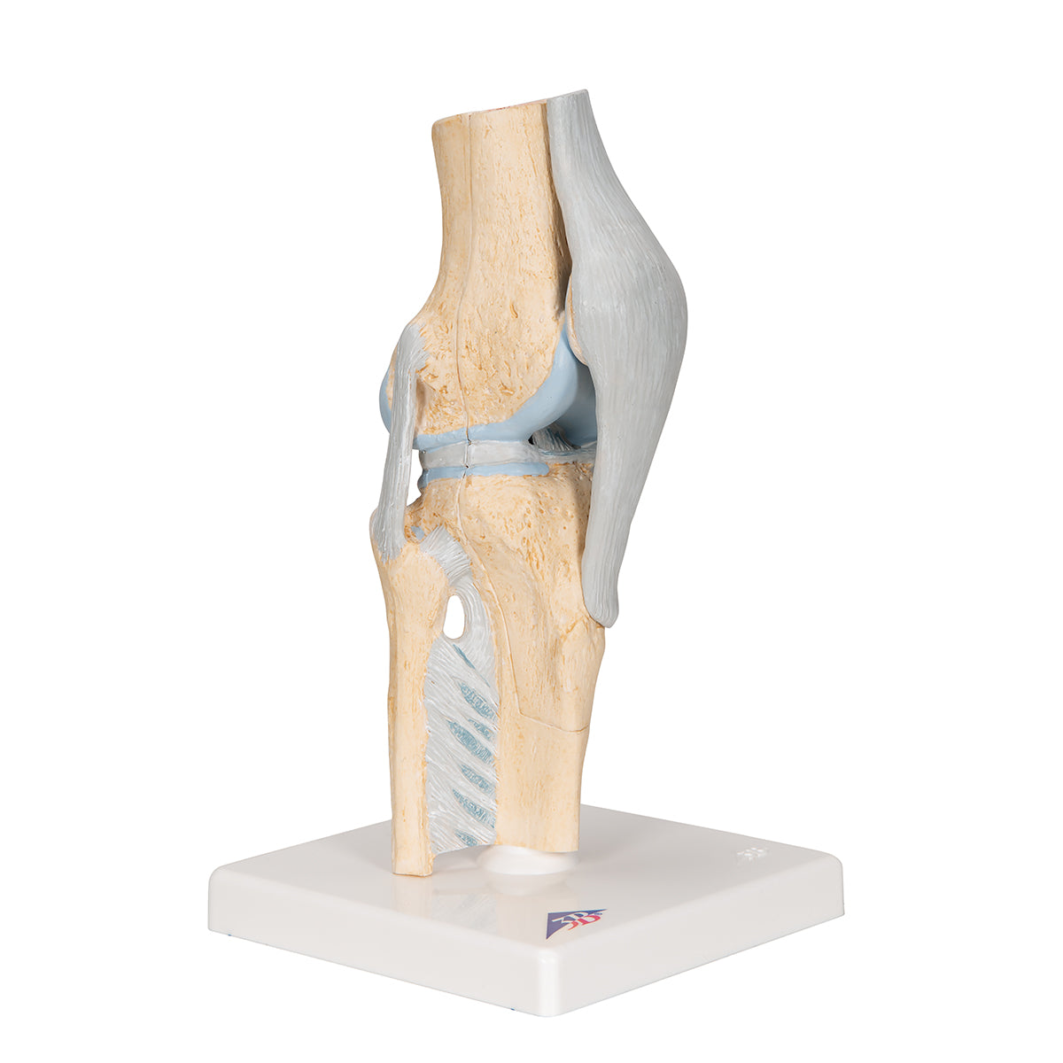 Sectional Human Knee Joint Model, 3 part