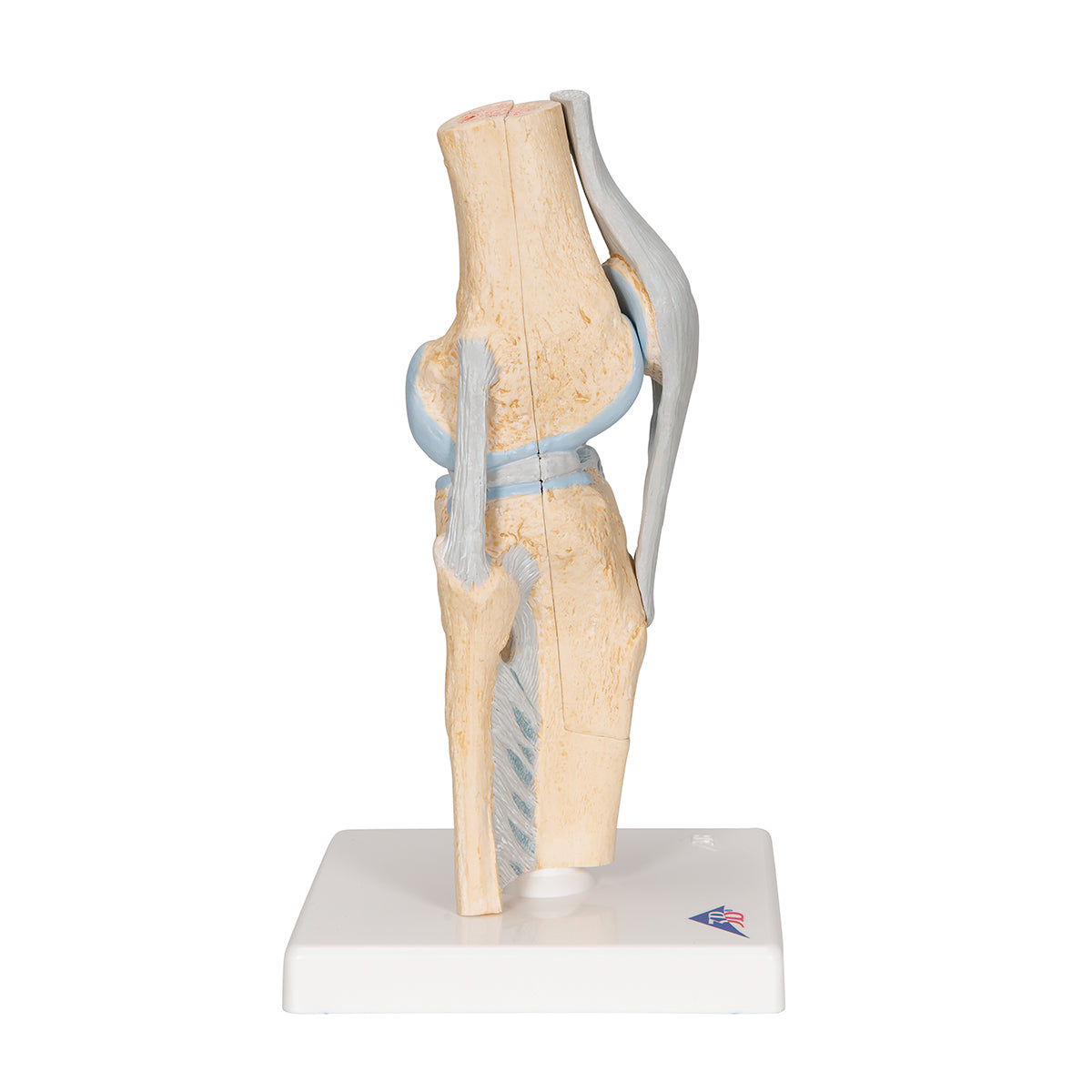 Sectional Human Knee Joint Model, 3 part