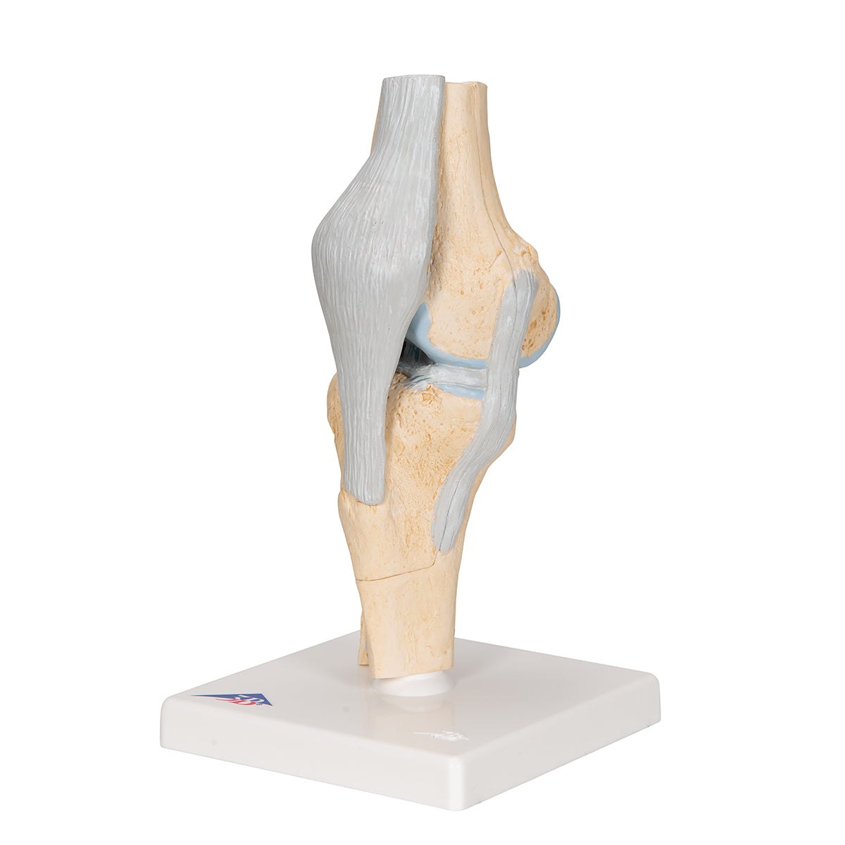 Sectional Human Knee Joint Model, 3 part