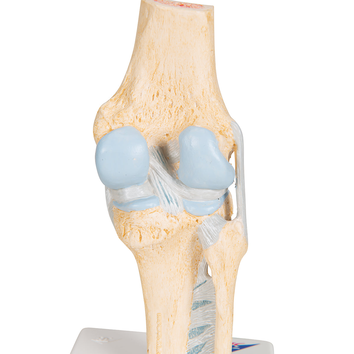 Sectional Human Knee Joint Model, 3 part