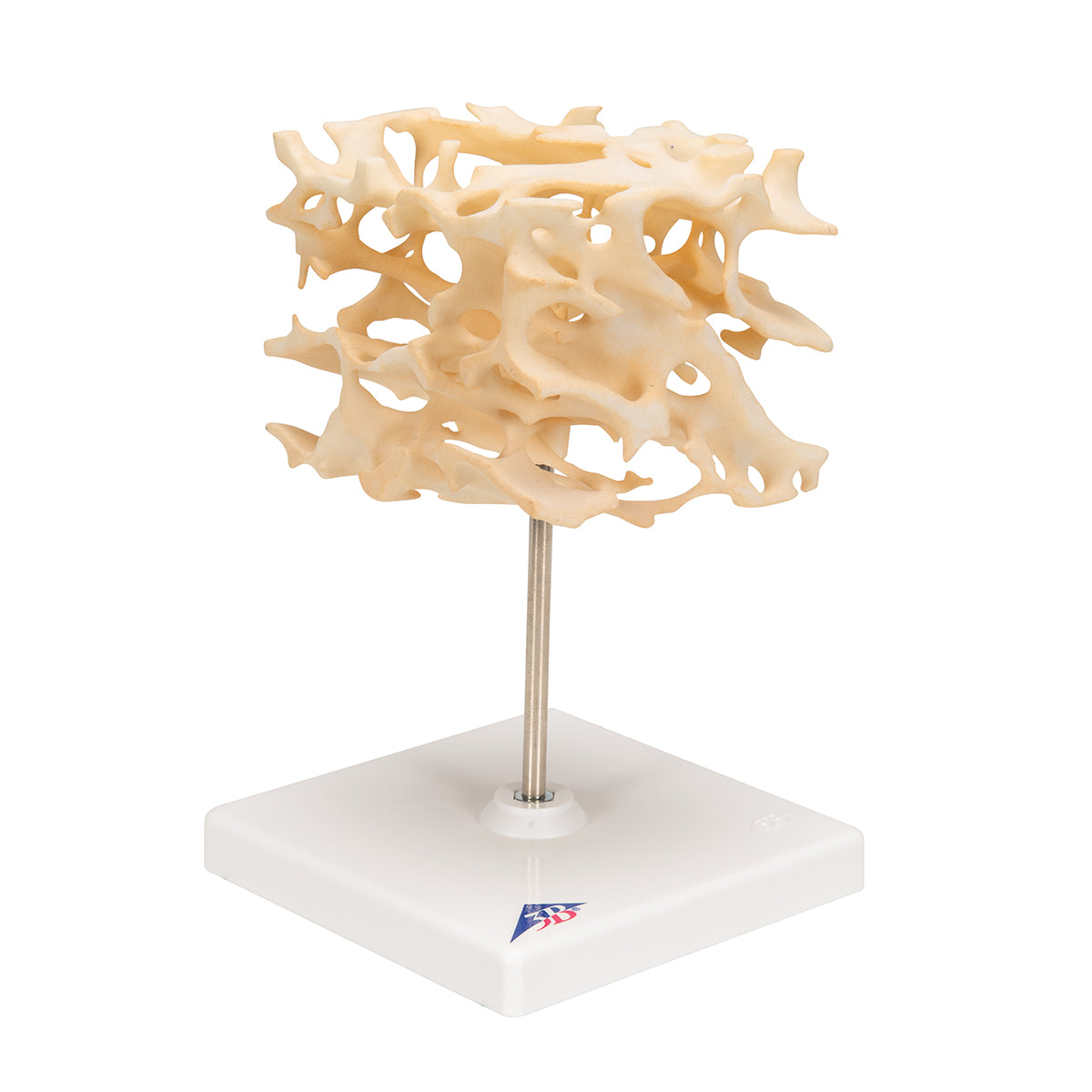 Human Cancellous Bone Model, Enlarged 100 times