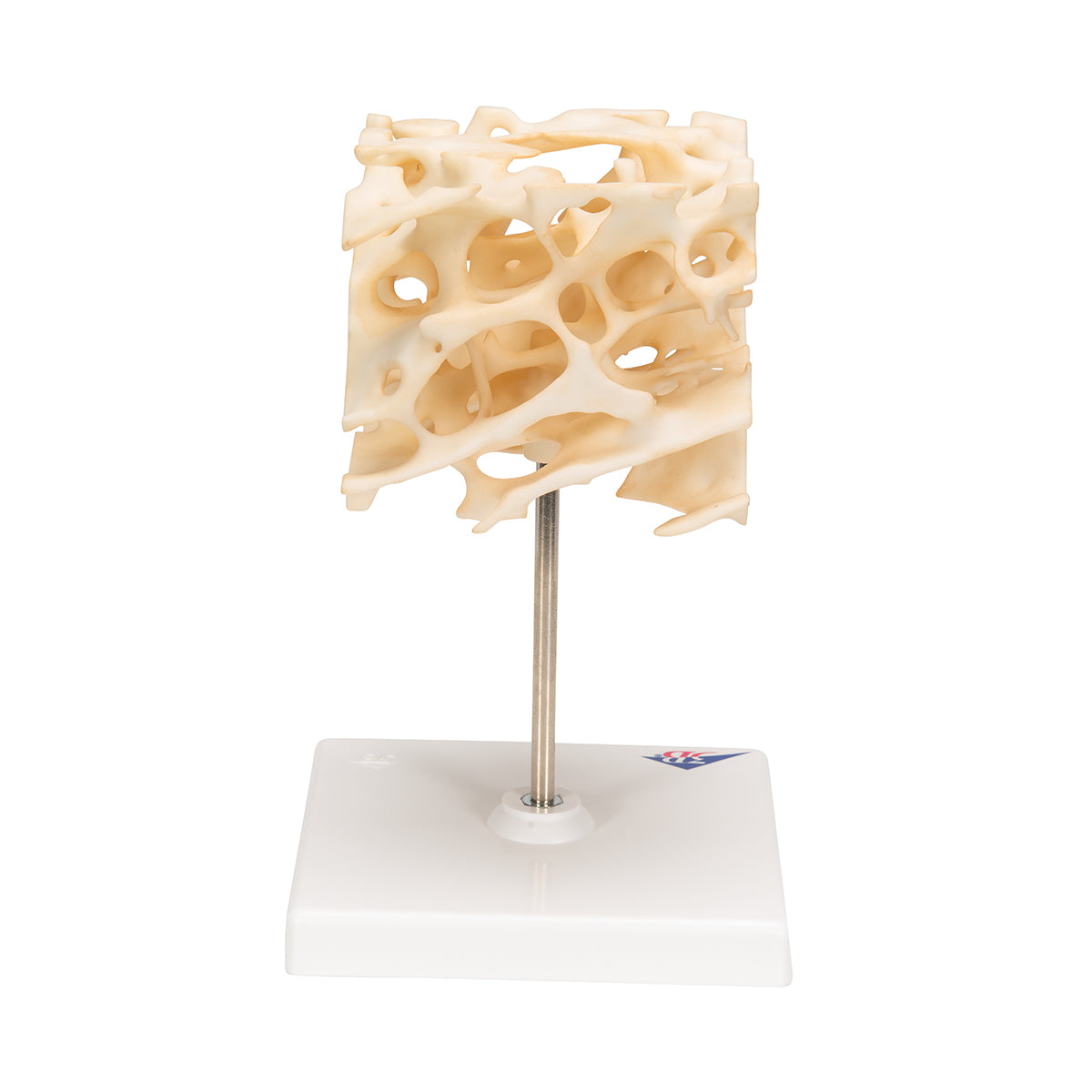 Human Cancellous Bone Model, Enlarged 100 times