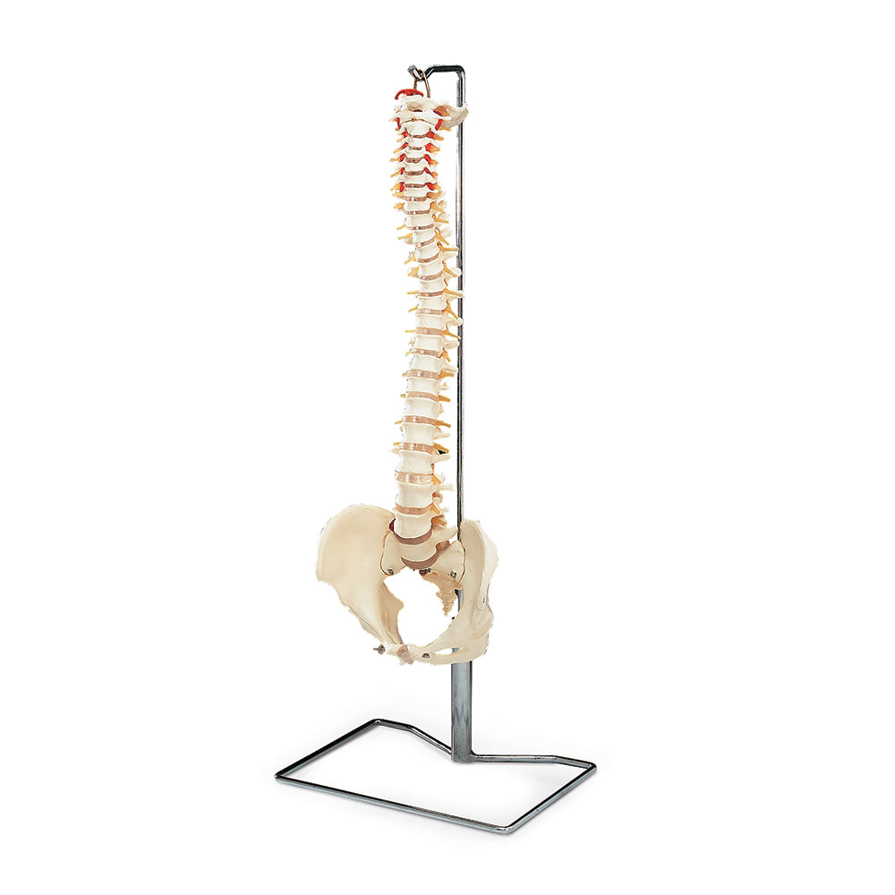 Budget Spine Vertebral Column Model With Metal Stand, 29" Tall-Vd