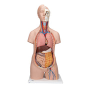 Classic Unisex Human Torso Model, 12 part