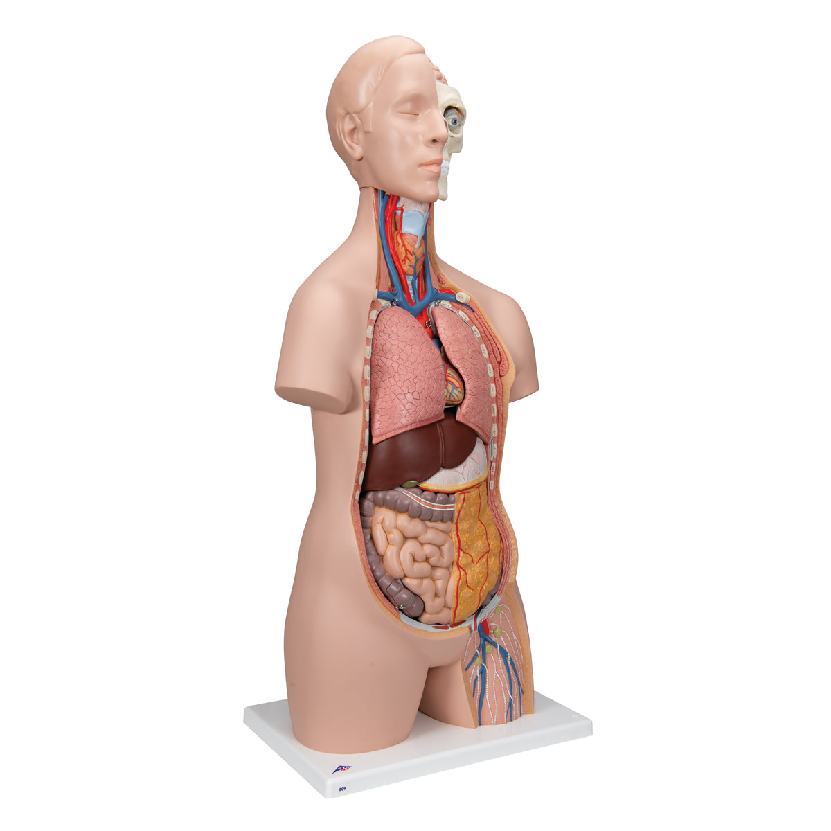 Classic Unisex Human Torso Model, 12 part