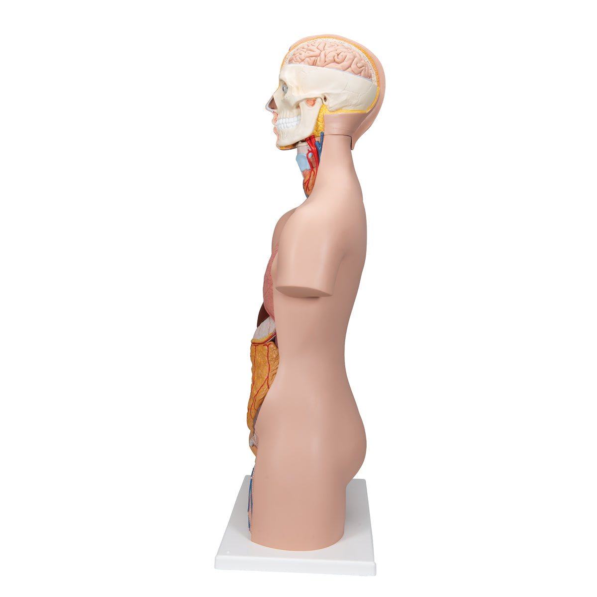 Classic Unisex Human Torso Model, 12 part