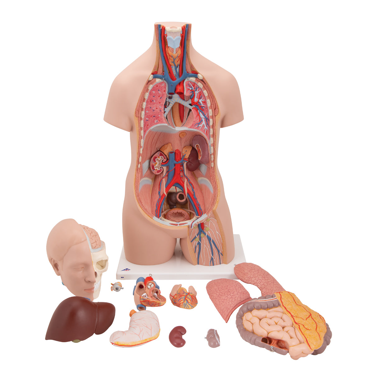 Classic Unisex Human Torso Model, 12 part