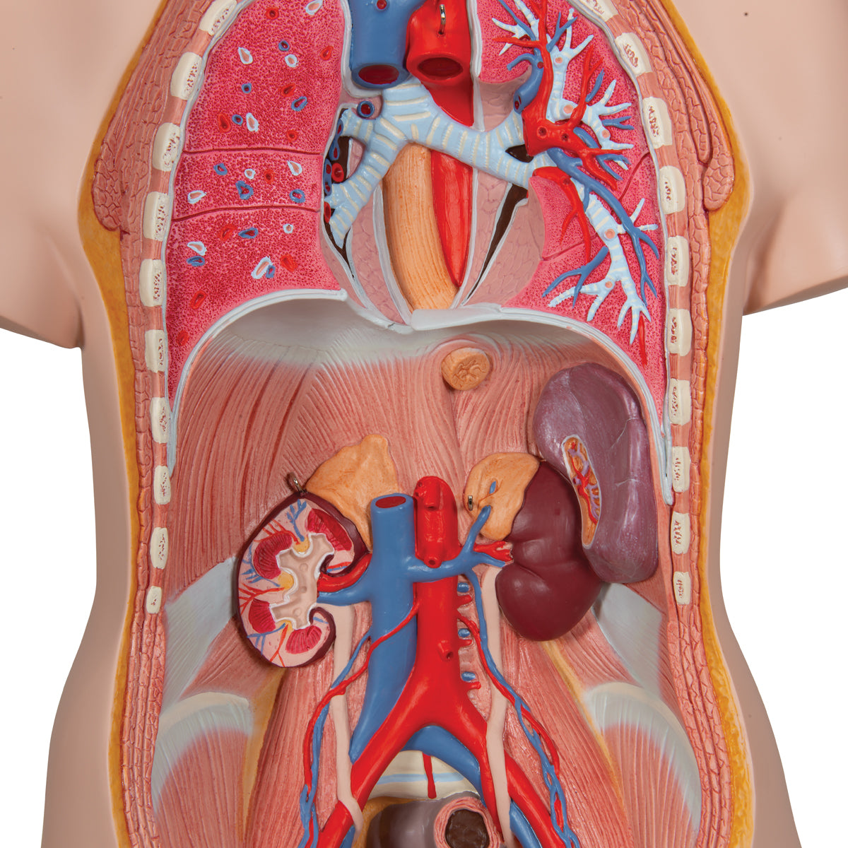 Classic Unisex Human Torso Model, 12 part