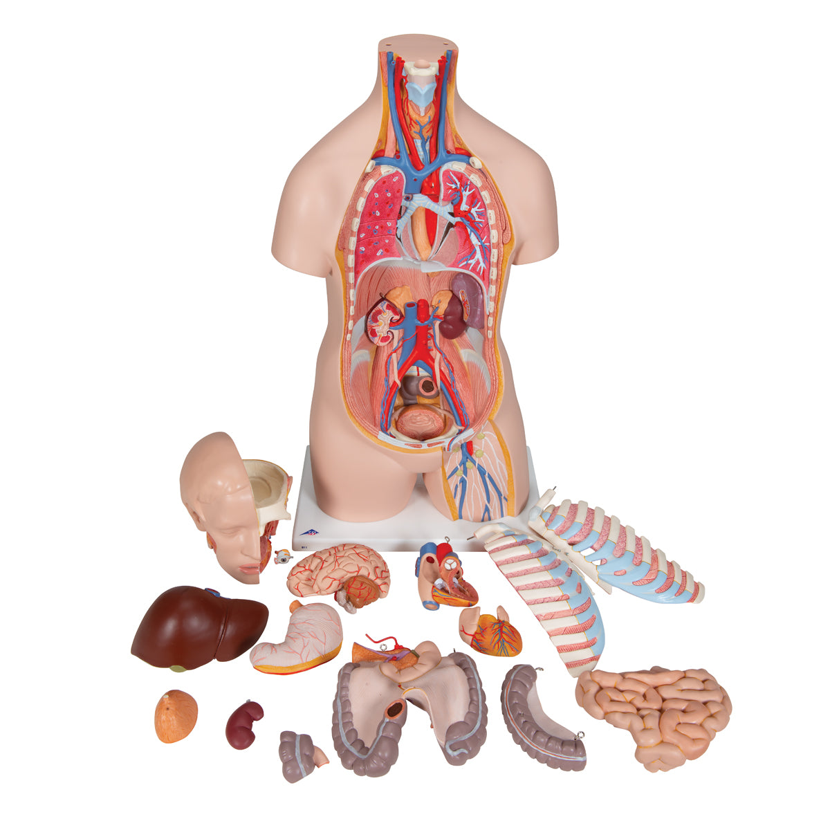 Classic Unisex Human Torso Model, 16 part