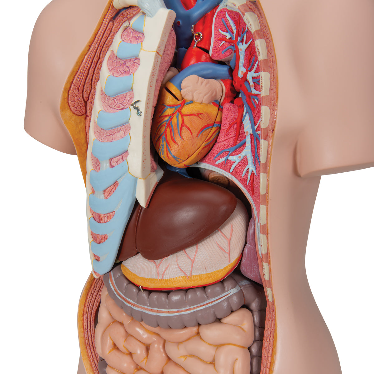 Classic Unisex Human Torso Model, 16 part