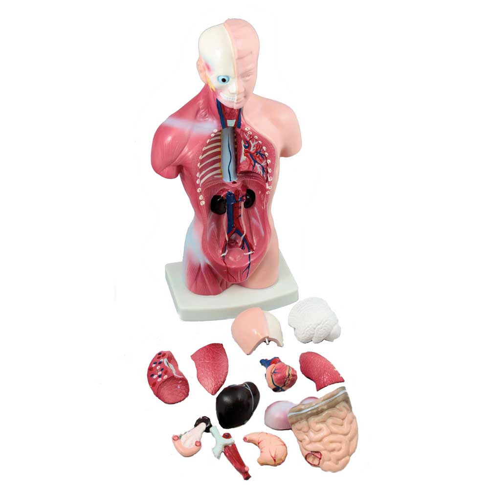 Mini Torso, 25 cm