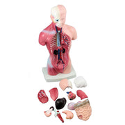 Mini Torso, 25 cm