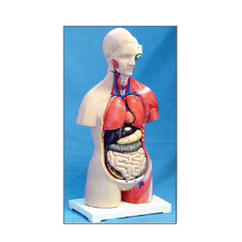 Mini Torso, Sexless, 42cm
