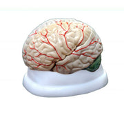 Brain Model