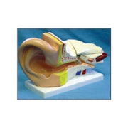 Ear Model