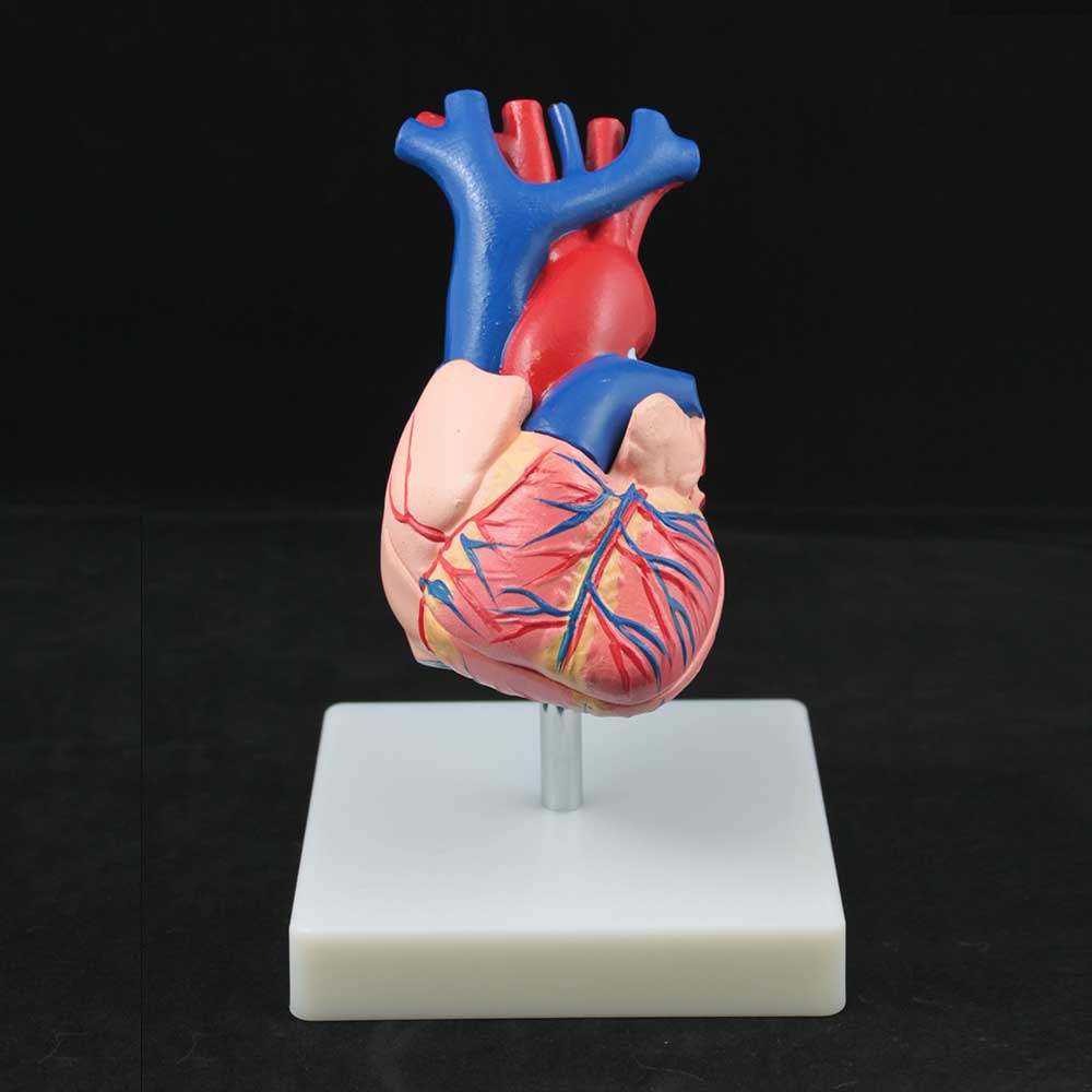 Economy Heart Model,Life Size, With Key