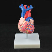 Economy Heart Model,Life Size, With Key