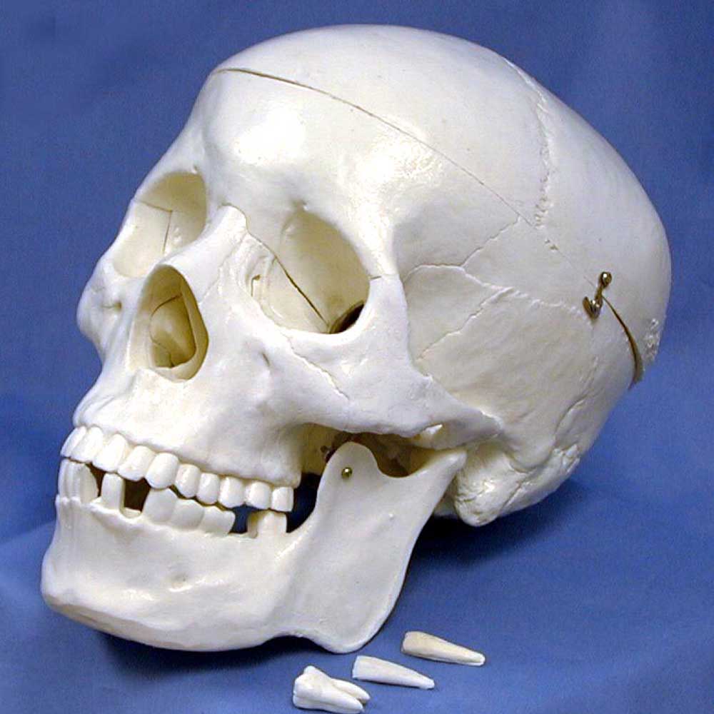 Human Skull Model,With Key