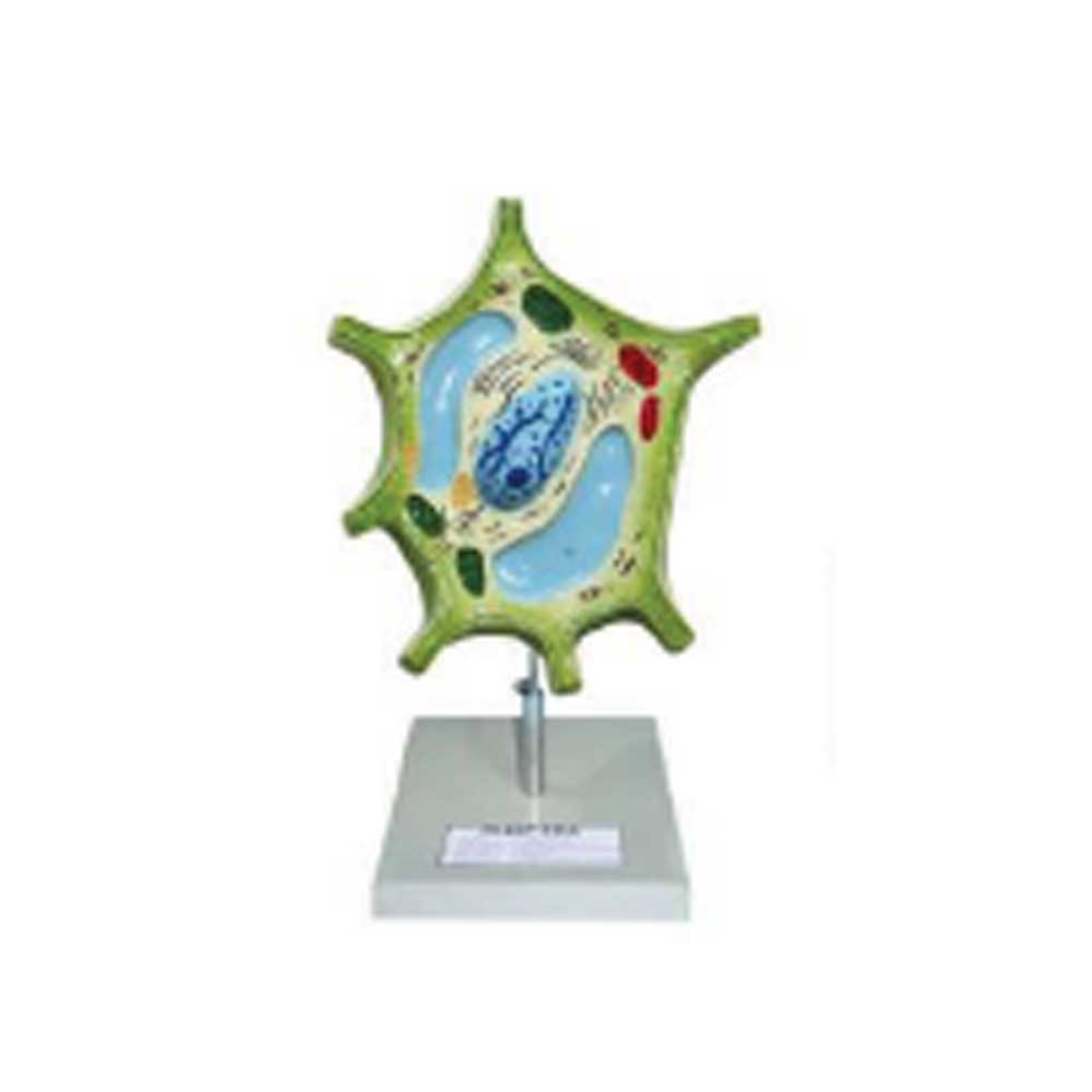 Animal And Plant Cell Model Set
