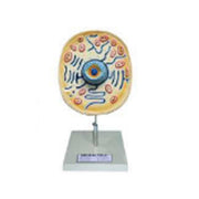 Animal And Plant Cell Model Set