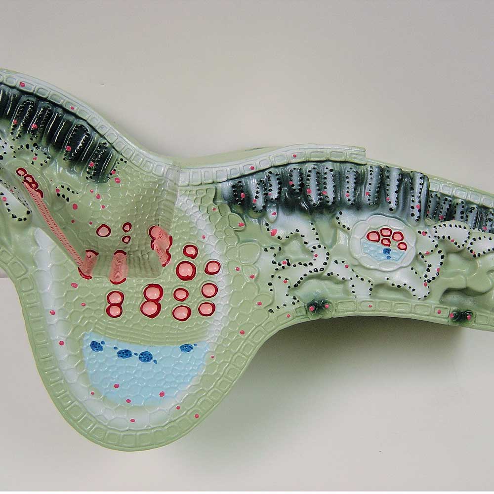 Leaf Structure Model,With Manual