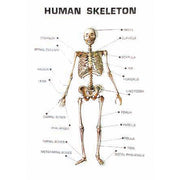 Plaque Models, Human Anatomy, 8" X 13.75", Set Of 11 Titles