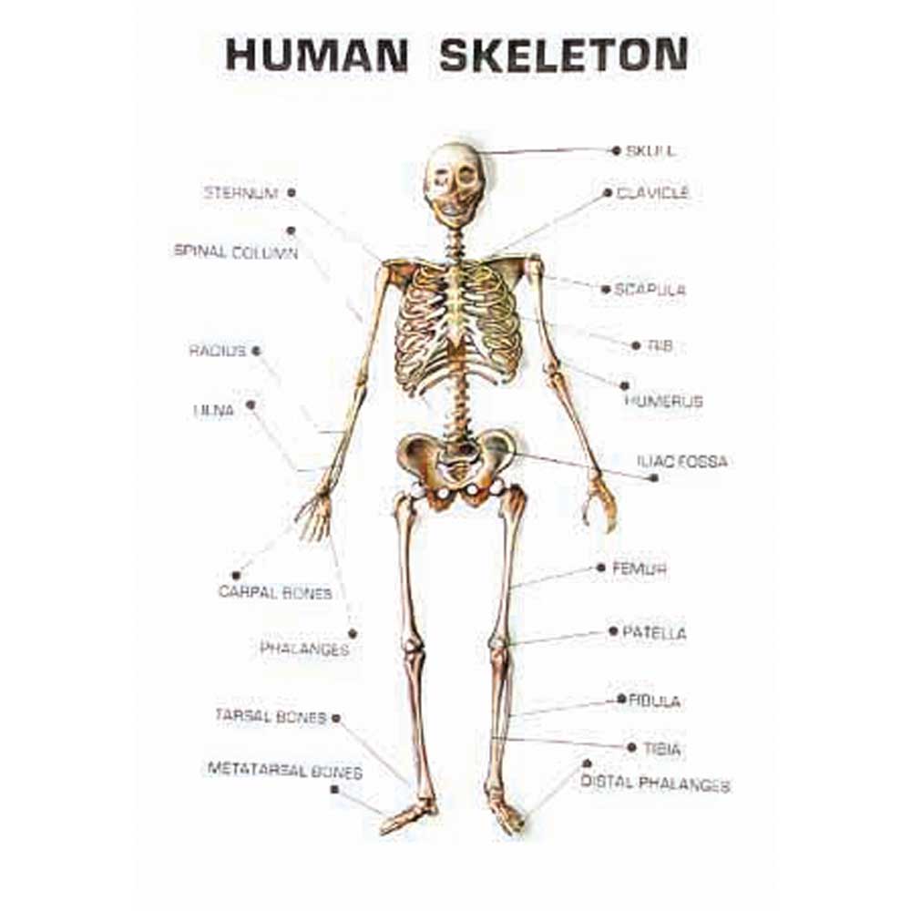 Plaque Model, Skeleton, 19.75" X 27.50"