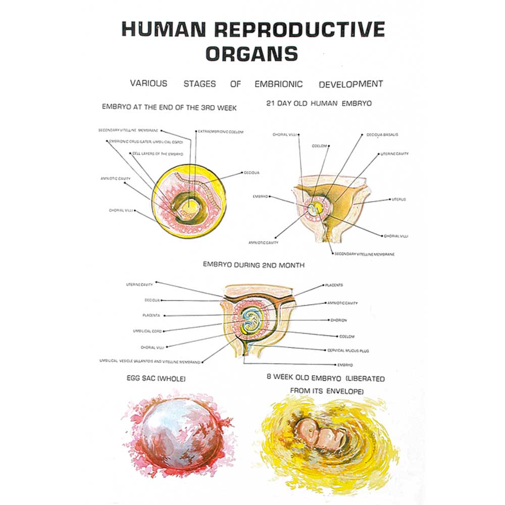 Plaque Models, Human Reproductive Organs, 10" X 13.75", Set Of 8 Titles