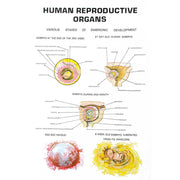 Plaque Model, Stages Of Embryonic Development, 19.75" X 27.50"