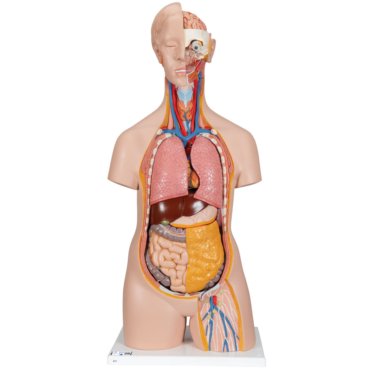 Classic Unisex Human Torso Model, 14 part