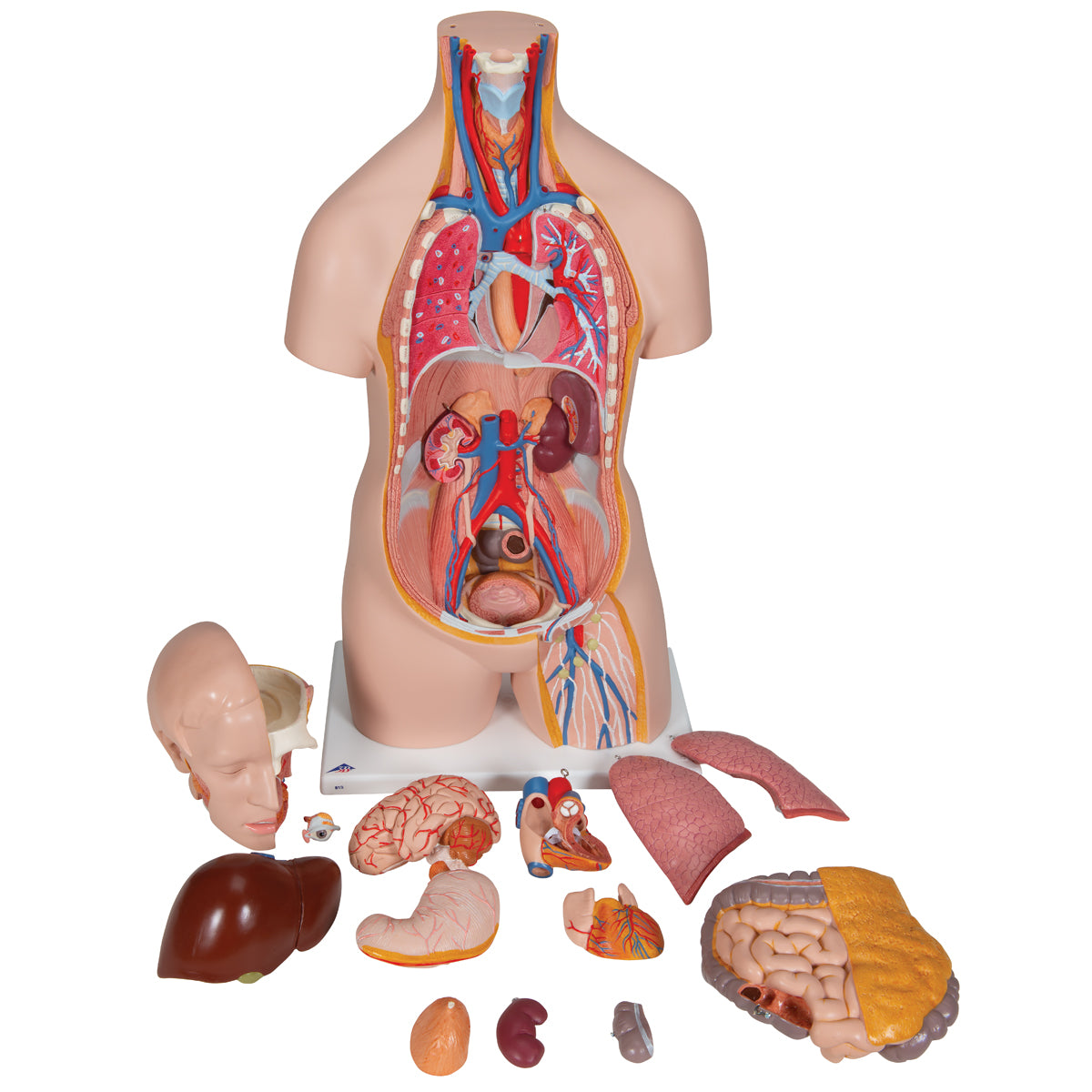Classic Unisex Human Torso Model, 14 part