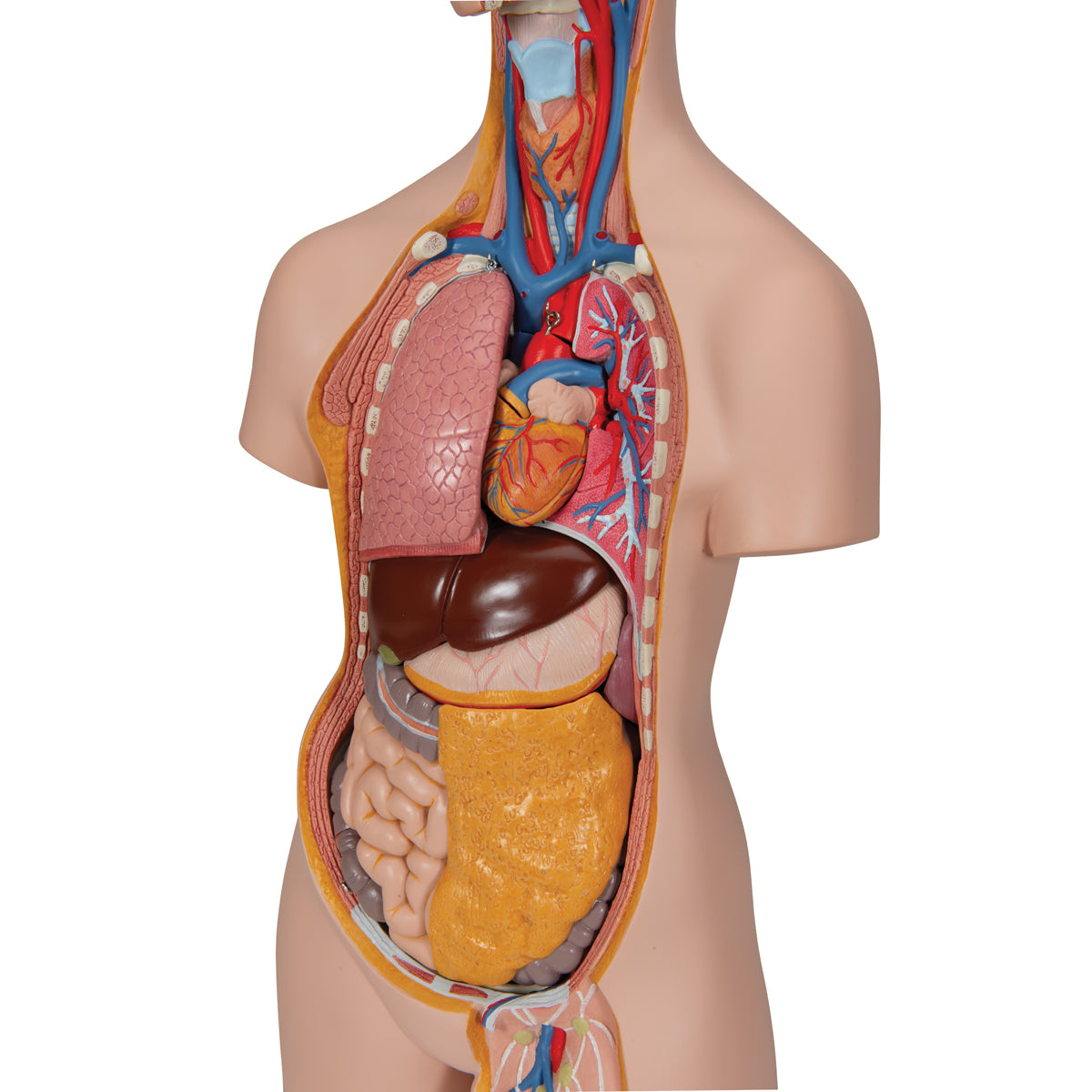 Classic Unisex Human Torso Model, 14 part