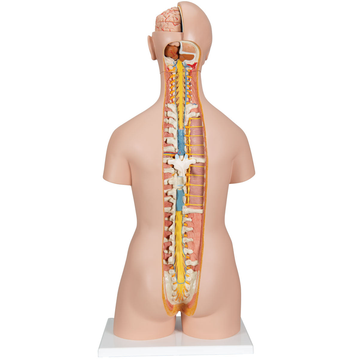 Classic Unisex Human Torso Model with Open Back, 21 part