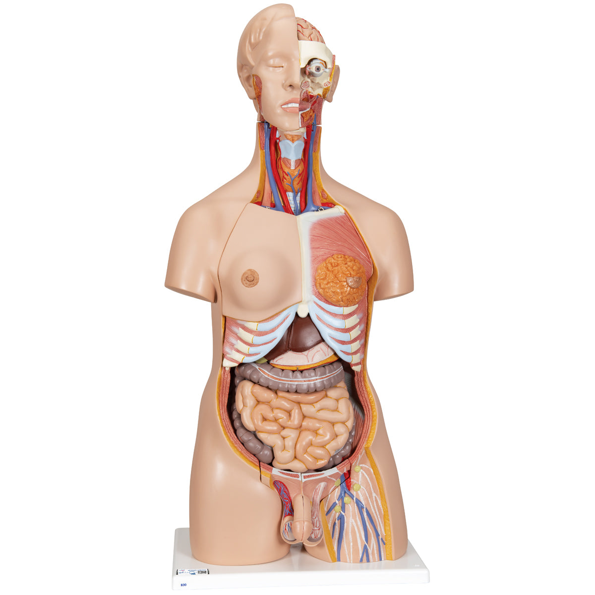 Deluxe Dual Sex Human Torso Model, 24 part