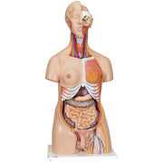 Deluxe Dual Sex Human Torso Model, 24 part