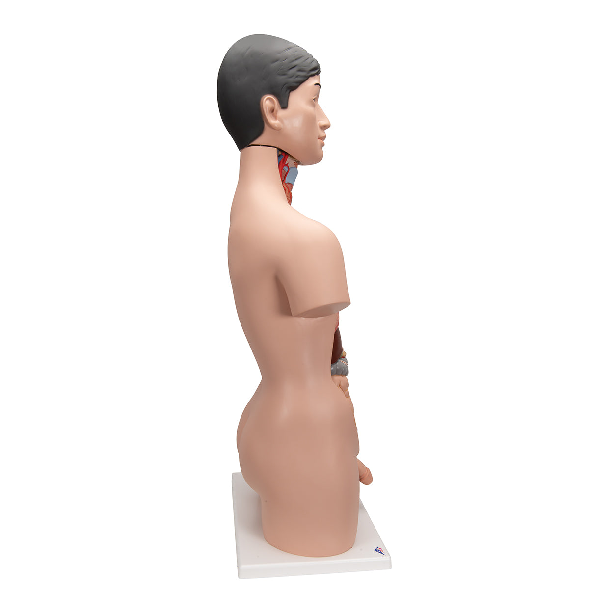 Deluxe Asian Dual Sex Human Torso Model, 18 part