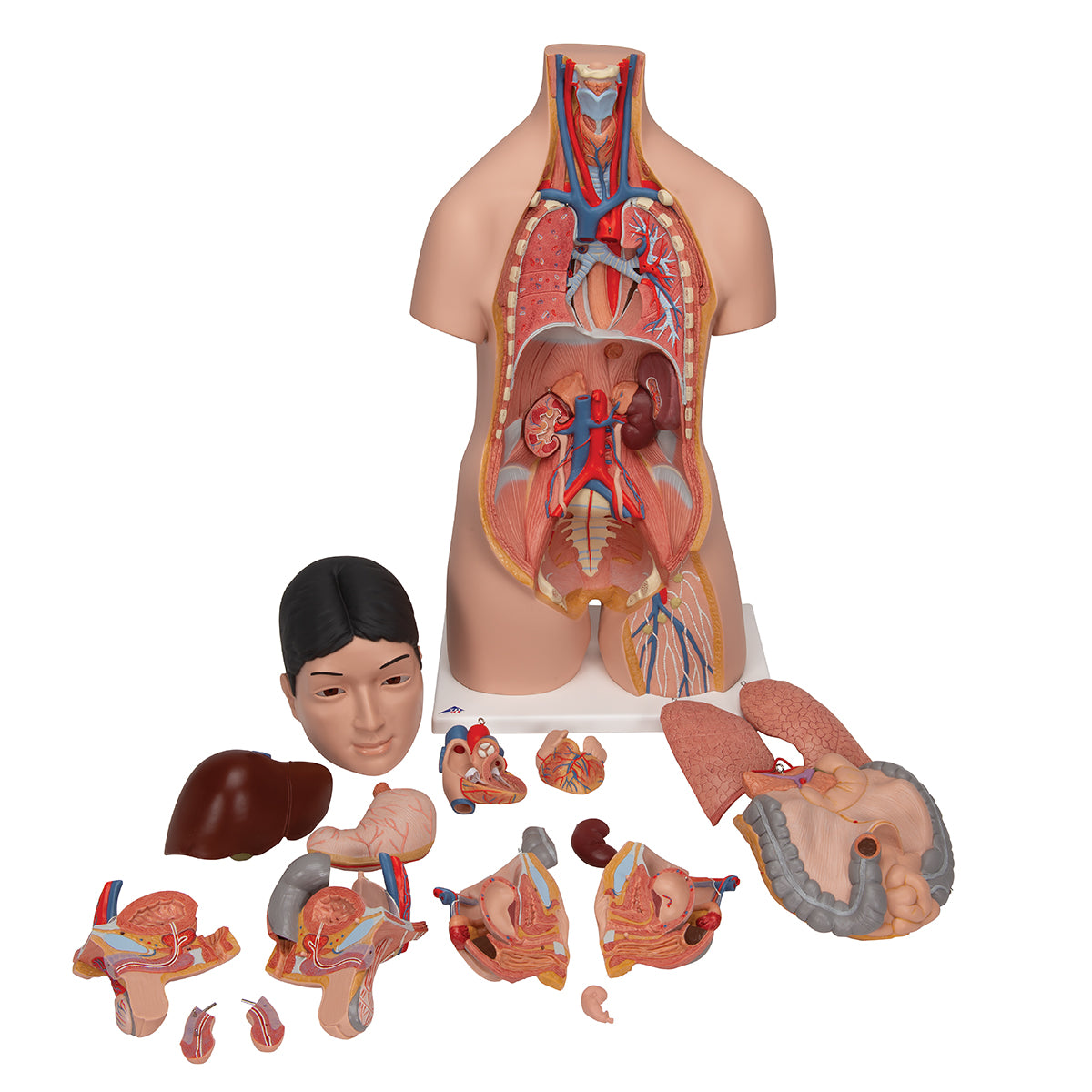 Deluxe Asian Dual Sex Human Torso Model, 18 part