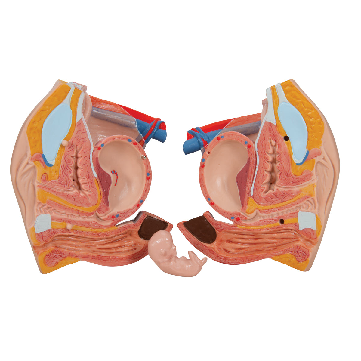 Deluxe Dual Sex Human Torso Model, 20 part