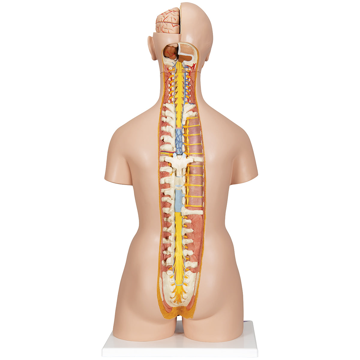 Deluxe Dual Sex Human Torso Model with Opened Back, 28 part