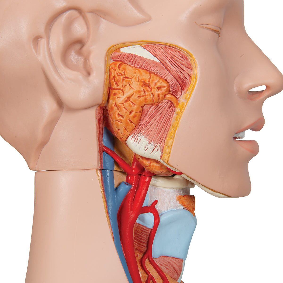 Deluxe Dual Sex Human Torso Model with Opened Back, 28 part