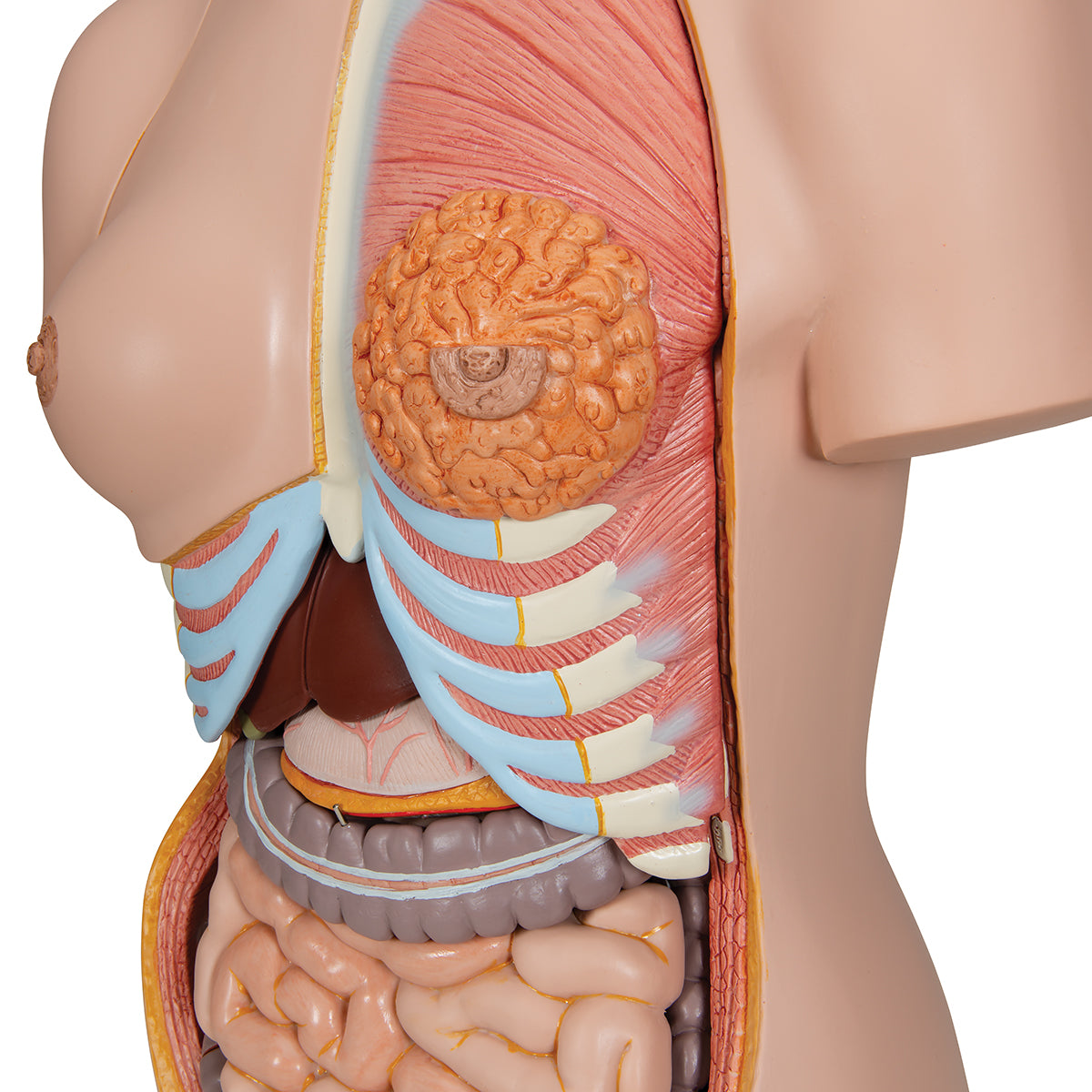 Deluxe Dual Sex Human Torso Model with Opened Back, 28 part