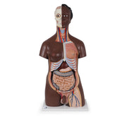 Deluxe Dual Sex Torso Model, 24 part, dark skin
