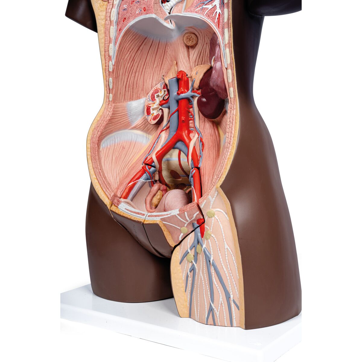 Deluxe Dual Sex Torso Model, 24 part, dark skin