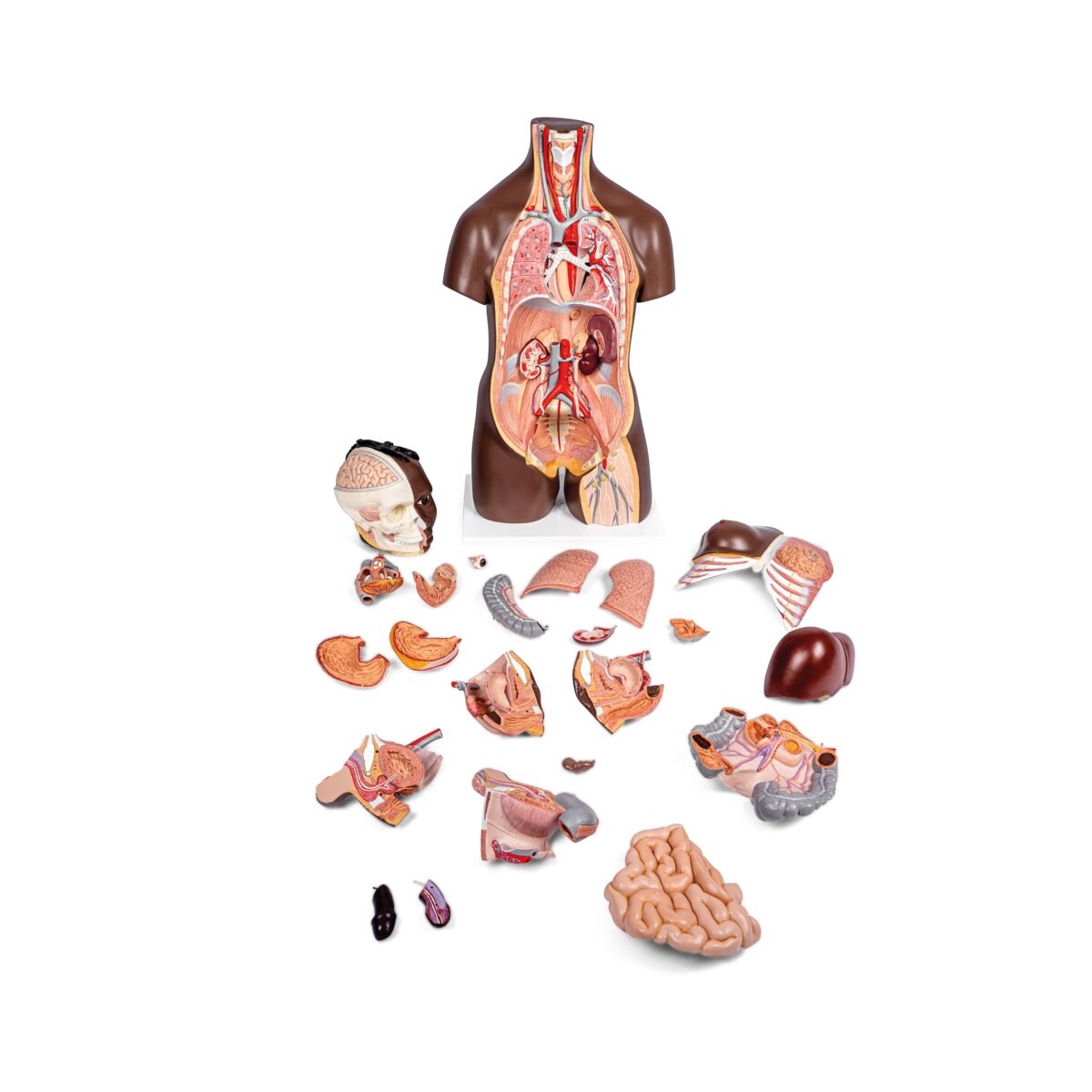 Deluxe Dual Sex Torso Model, 24 part, dark skin